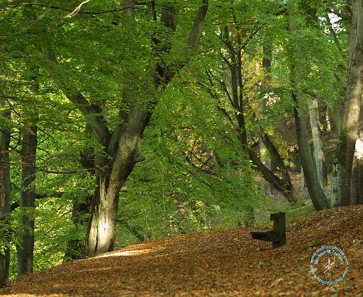 Autumn 9P051D-168.JPG